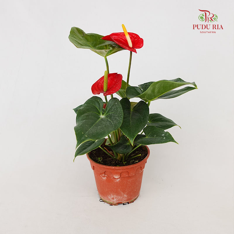 Anthurium Mix - Red