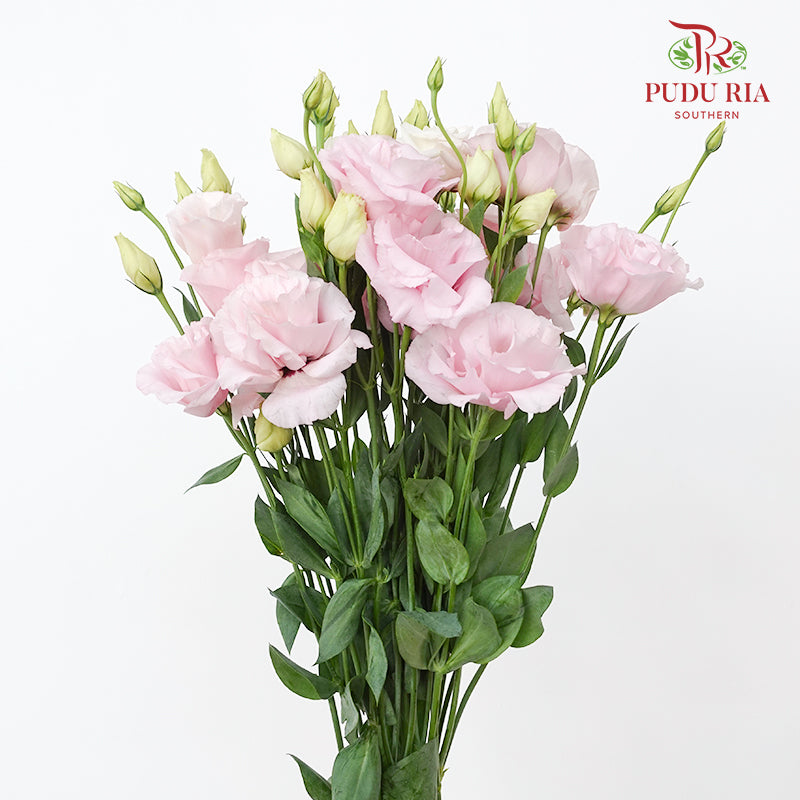 Eustoma Pink - (12-15 Stems)