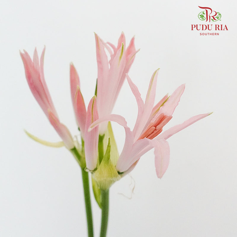 Nerine - 5 Stems - Pudu Ria Florist Southern