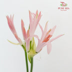 Nerine - 5 Stems - Pudu Ria Florist Southern
