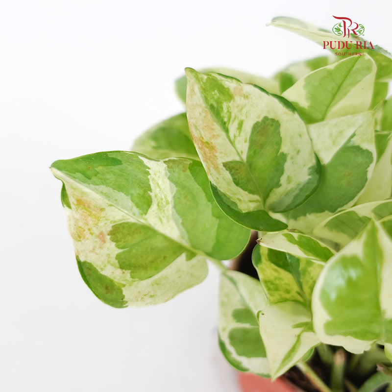 Money Plant Njoy