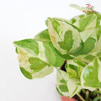 Money Plant Njoy
