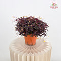 Oxalis Spiralis