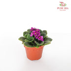 JH Saintpaulia Dark Pink - Pudu Ria Florist Southern