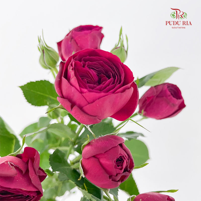 Rose Spray Red Lace - (8-10 Stems)