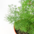 Asparagus Plumosus Nanus - Pudu Ria Florist Southern