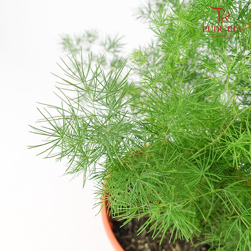 Asparagus Plumosus Nanus - Pudu Ria Florist Southern