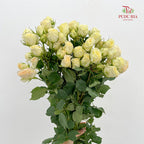 Rose Spray Light Yellow - (8-10 Stems)