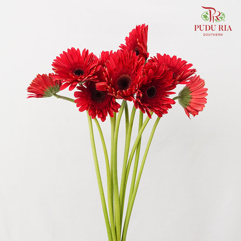 Gerbera Mini Red - (8-10 Stems)