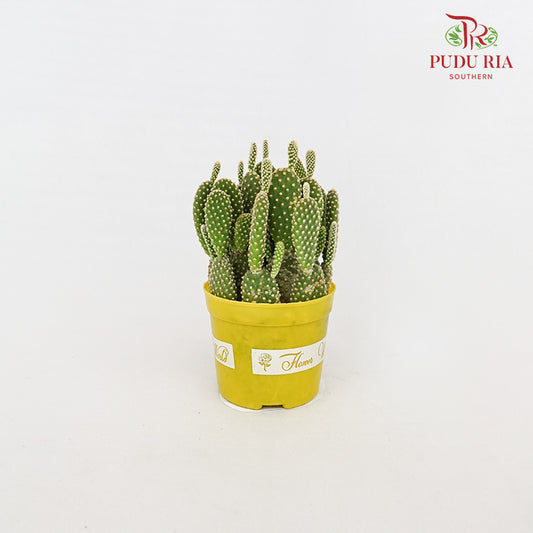 Opuntia Leucotricha (Cactus)