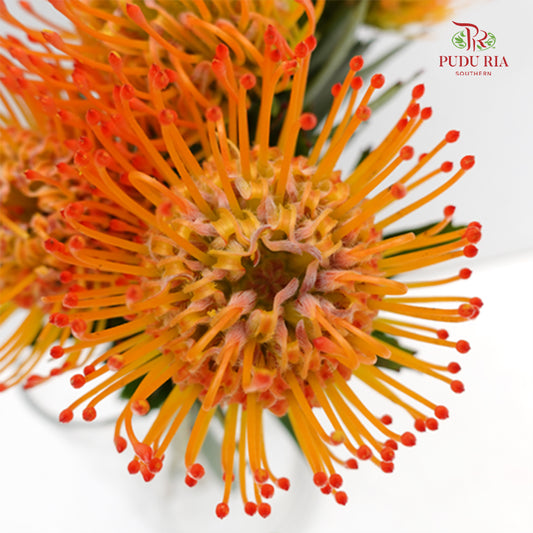 Leucospermum Orange - (5 Stems)