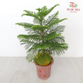 Araucaria