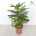 Araucaria