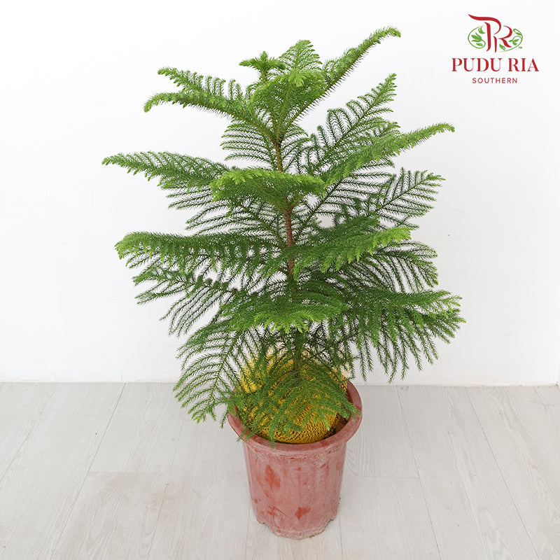Araucaria