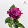Rose Blueberry - (8-10 Stems)
