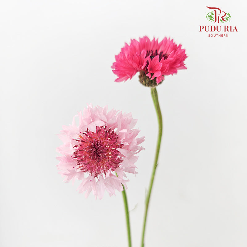 Cornflower Pink 矢车菊 - (Per Bundle)