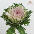 Brassica Lace Purple 芸薹属 - (Per Stem)