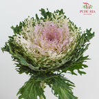 Brassica Lace Purple 芸薹属 - (Per Stem)