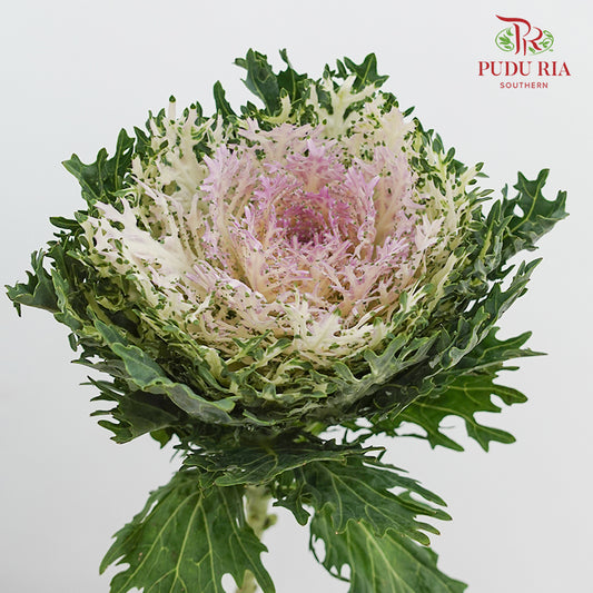 Brassica Lace 芸薹属 Purple - (Per Stem)