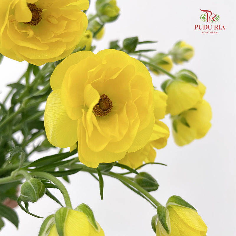 Ranunculus Butterfly Yellow - (5 Stems)