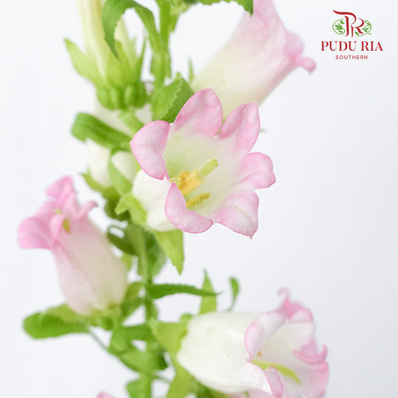 Campanula Pink - 5 Stems - Pudu Ria Florist Southern