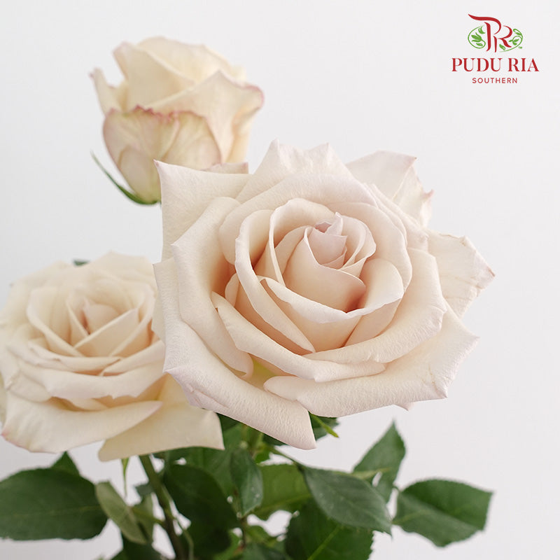 Rose Ally - (15 Stems)