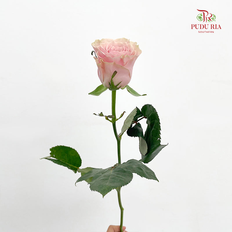 Rose Pink Athena - (8-10 Stems)