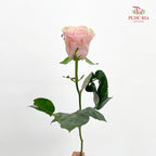 Rose Pink Athena - (8-10 Stems)