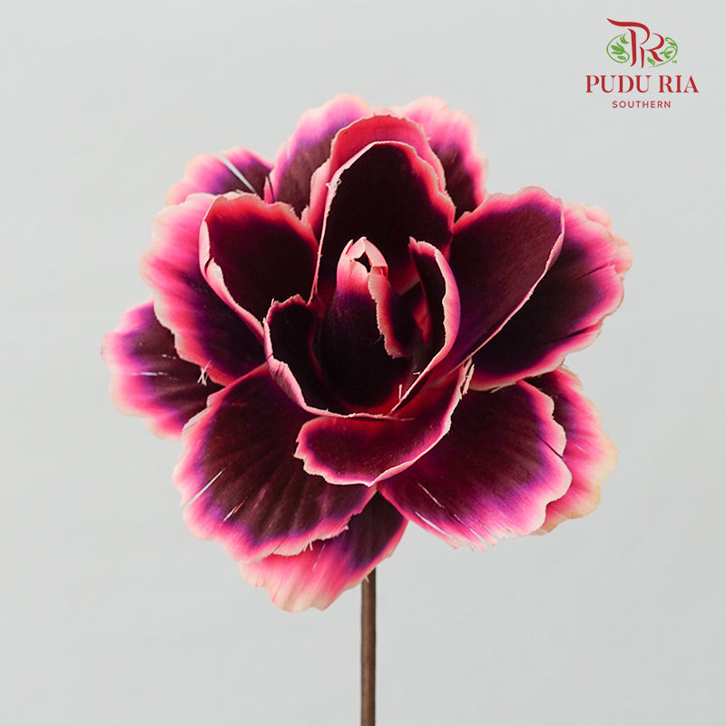 Dry Asia Peony Black/Pink - 4 Stems