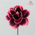 Dry Asia Peony Black/Pink - 4 Stems
