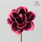 Dry Asia Peony Black/Pink - 4 Stems