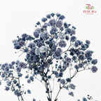 Preservative Baby Breath - Slate Blue