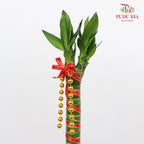 Dragon Head Bamboo With Deco - 龙头竹