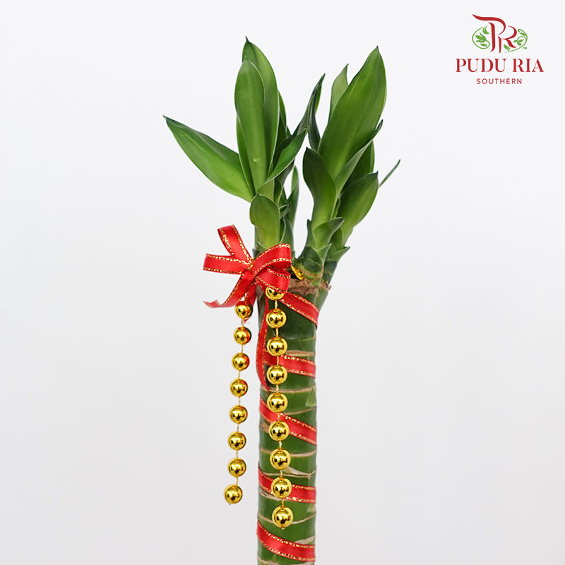 Dragon Head Bamboo With Deco - 龙头竹