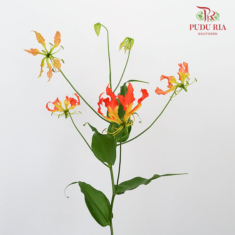 Gloriosa Orange - Pudu Ria Florist Southern