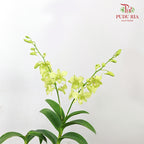 Dendrobium Orchid Pot - Green
