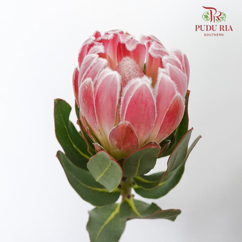 Protea Ice Pink  (2 Stems) - Pudu Ria Florist Southern