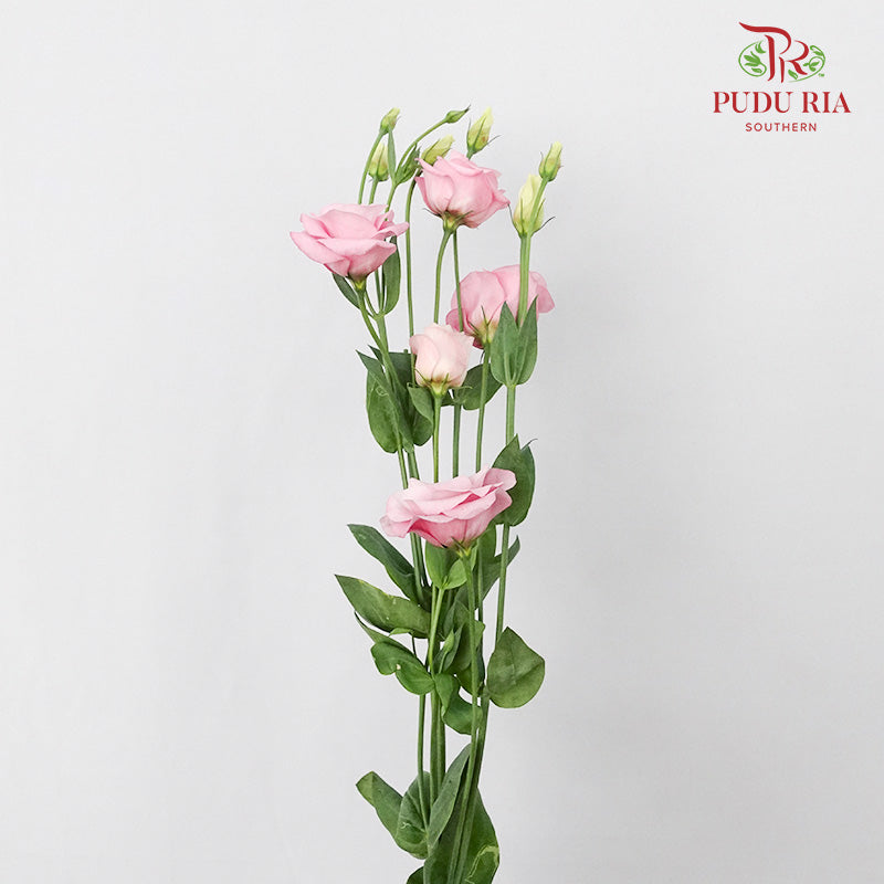 Eustoma Pink (12-15 Stems) - Pudu Ria Florist Southern