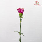 Carnation St Taste Life 18-20 Stems - Pudu Ria Florist Southern