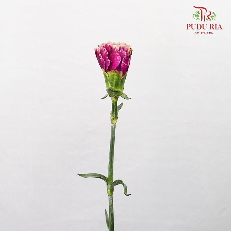 Carnation St Taste Life 18-20 Stems - Pudu Ria Florist Southern
