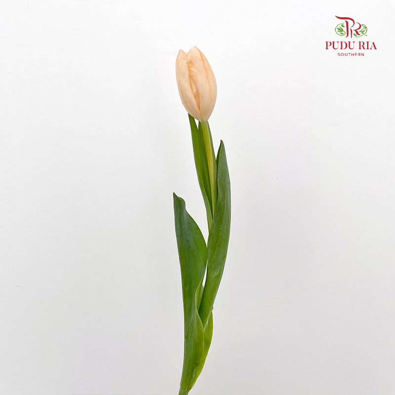 Tulip Dyed Colour Orange 郁金香 - (8-10 Stems)