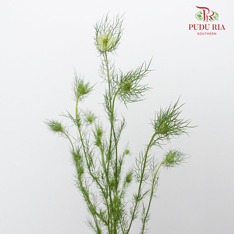 Nigella White - Pudu Ria Florist Southern