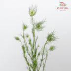 Nigella White - Pudu Ria Florist Southern