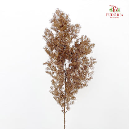 Preservative Asparagus Fern Dark Brown