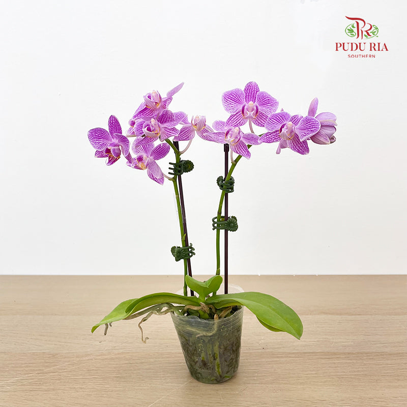 Phalaenopsis Orchid White Purple Line Mini