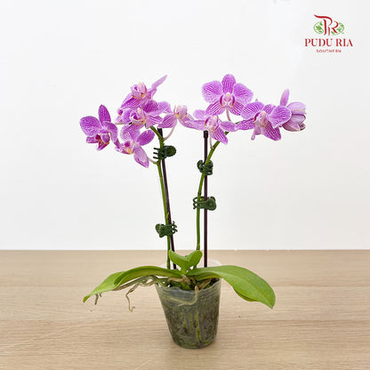 Phalaenopsis Orchid White Purple Line Mini