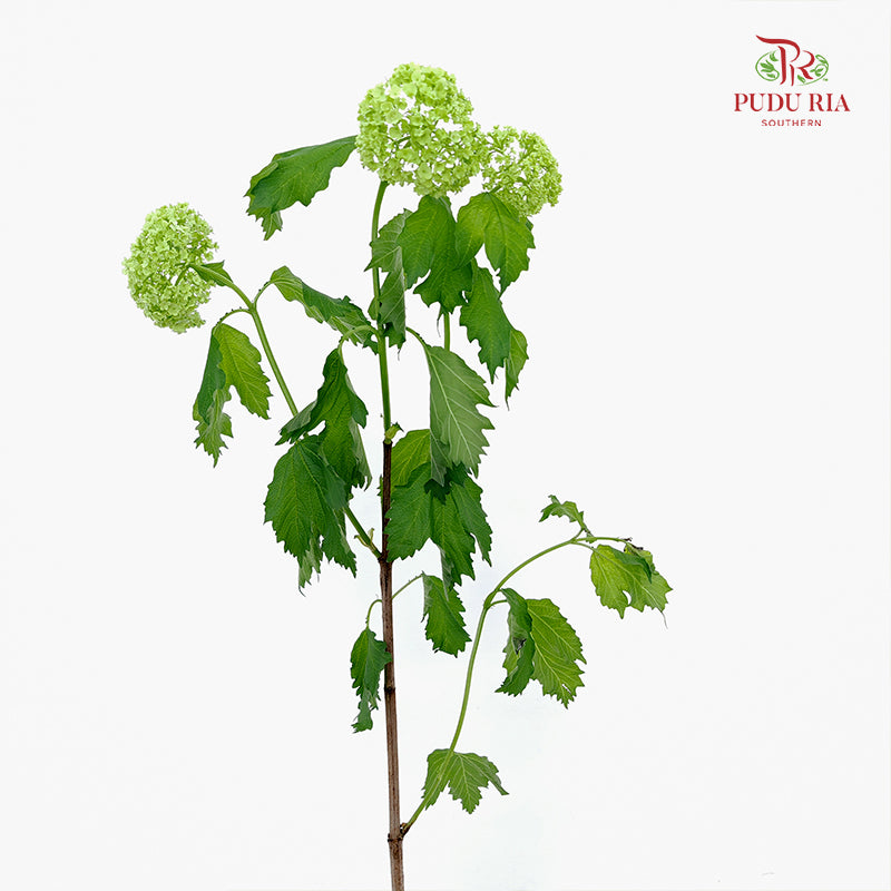 Viburnum 荚蒾 - (Per Stem)