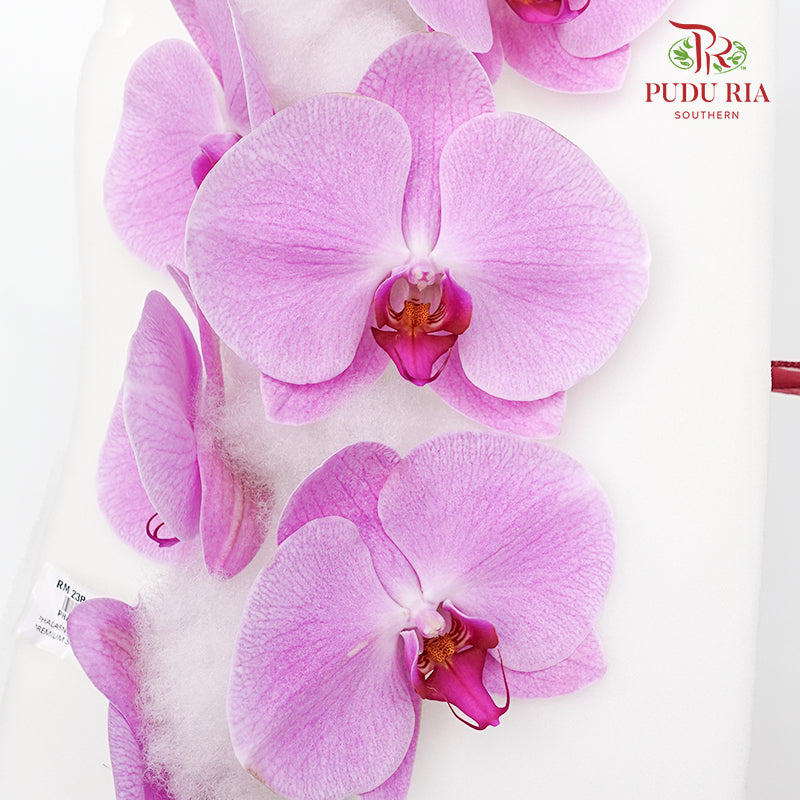 Phalaenopsis Orchid Light Purple Premium Big Single Stem