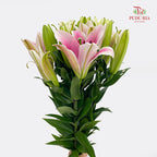 Lily Light Pink - (5 Stems)