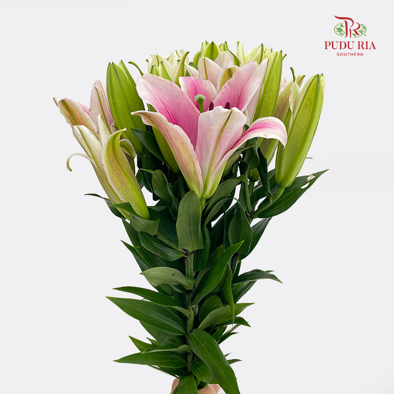 Lily Light Pink - (5 Stems)